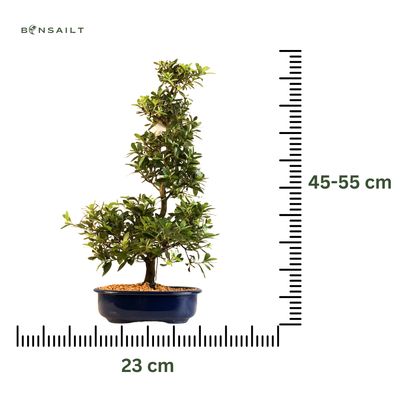 Japońska Satsuki Azalia Bonsai doniczce P23 cm
