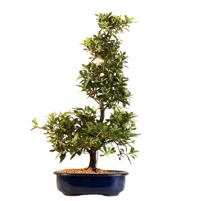 Japońska Satsuki Azalia Bonsai doniczce P23 cm