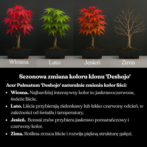Bonsai klonu japońskiego – Acer palmatum ‘Deshojo’, nieszczepiony (import z Japonii) P30 DO2