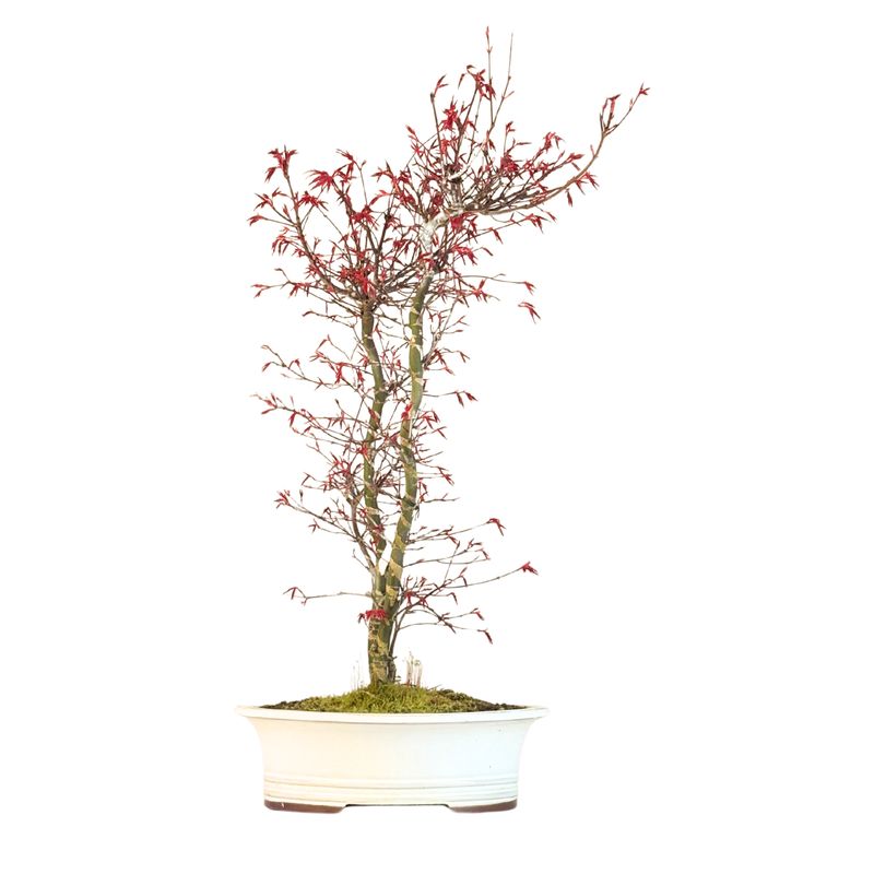 Bonsai klonu japońskiego – Acer palmatum ‘Deshojo’, nieszczepiony (import z Japonii) P30 DO2
