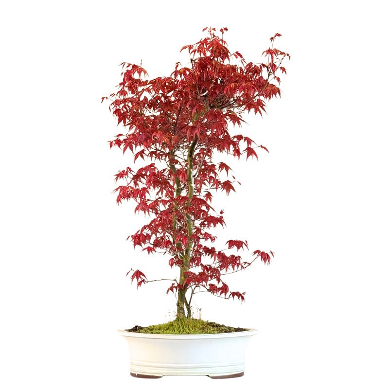 Bonsai klonu japońskiego – Acer palmatum ‘Deshojo’, nieszczepiony (import z Japonii) P30 DO2