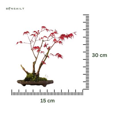 Klon palmowy (Acer palmatum) P15 KV03