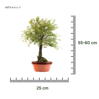 Ulmus Hokkaido bonsai P25 RA01