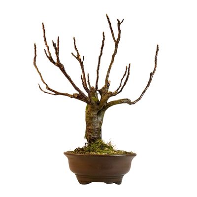 Figowiec Bonsai (Ficus carica) P28 ROD1
