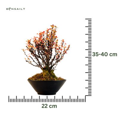 Berberis thunbergii Bonsai P22