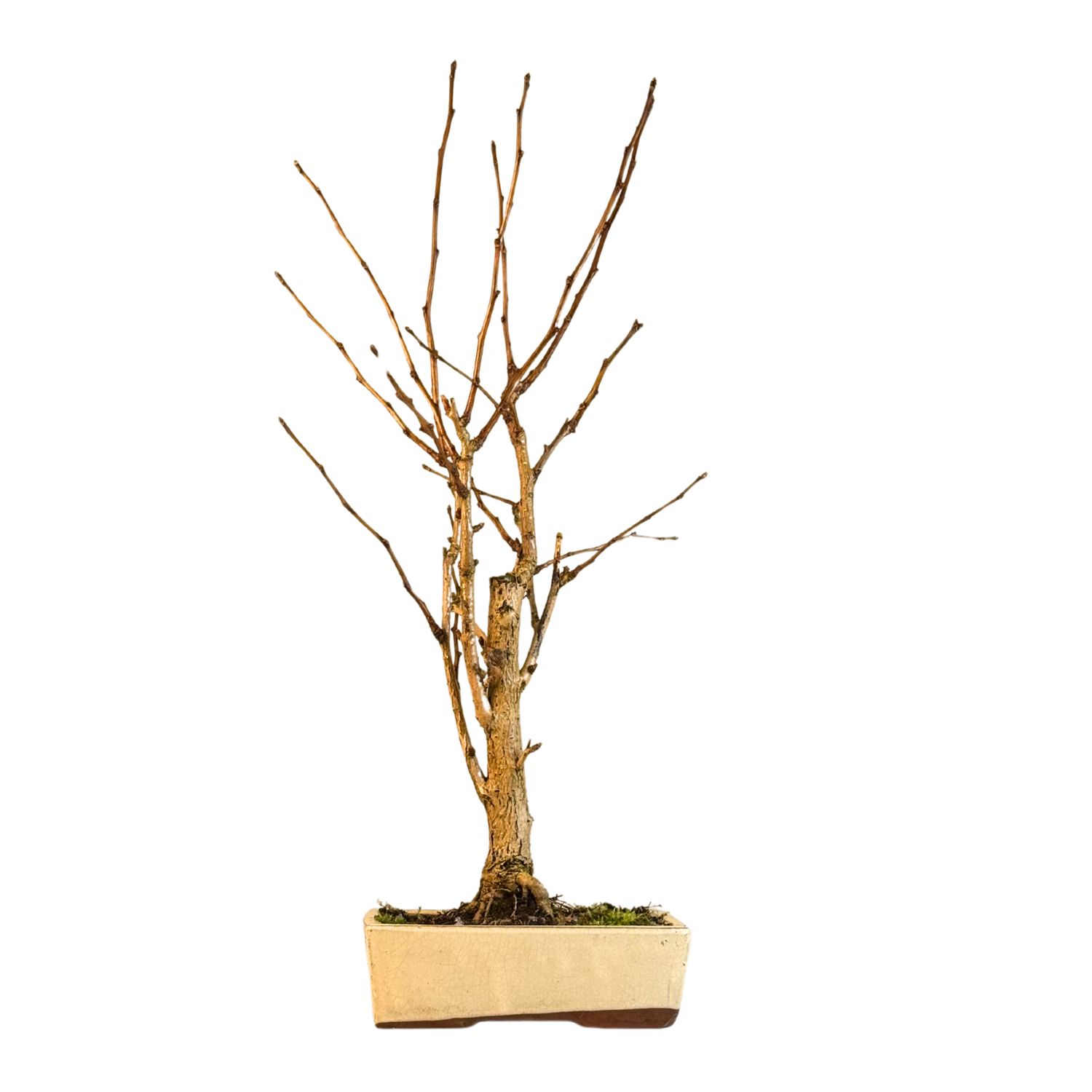 Ginkgo Biloba bonsai P22