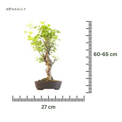 Ginkgo Biloba bonsai P27 LT01