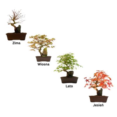 Bonsai klon na skale (Acer palmatum) P17