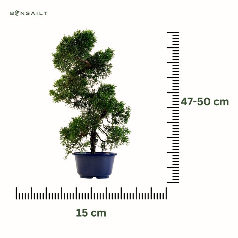 Jałowiec bonsai  (Itoigawa Juniper) P15