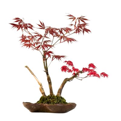 Klon palmowy (Acer palmatum)  P18 KV11