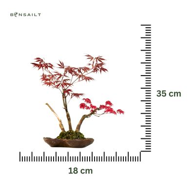 Klon palmowy (Acer palmatum)  P18 KV11