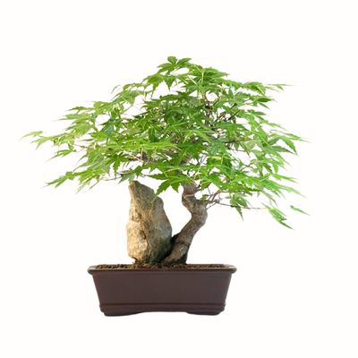 Bonsai klon na skale (Acer palmatum) P17