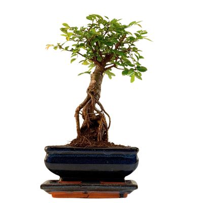 Ulmus Parvifolia bonsai (Chinese elm)  P15 ZL03
