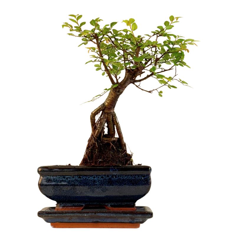 Ulmus Parvifolia bonsai (Chinese elm)  P15 ZL05