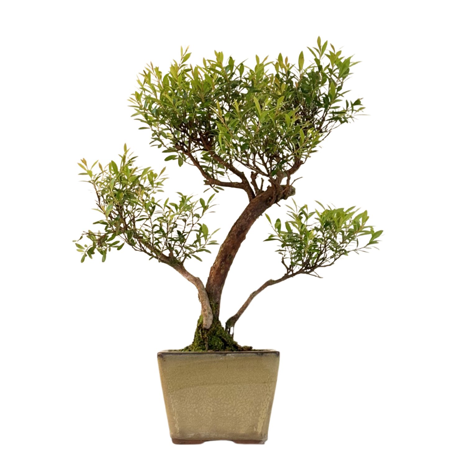 Syzygium bonsai P14 ZG04