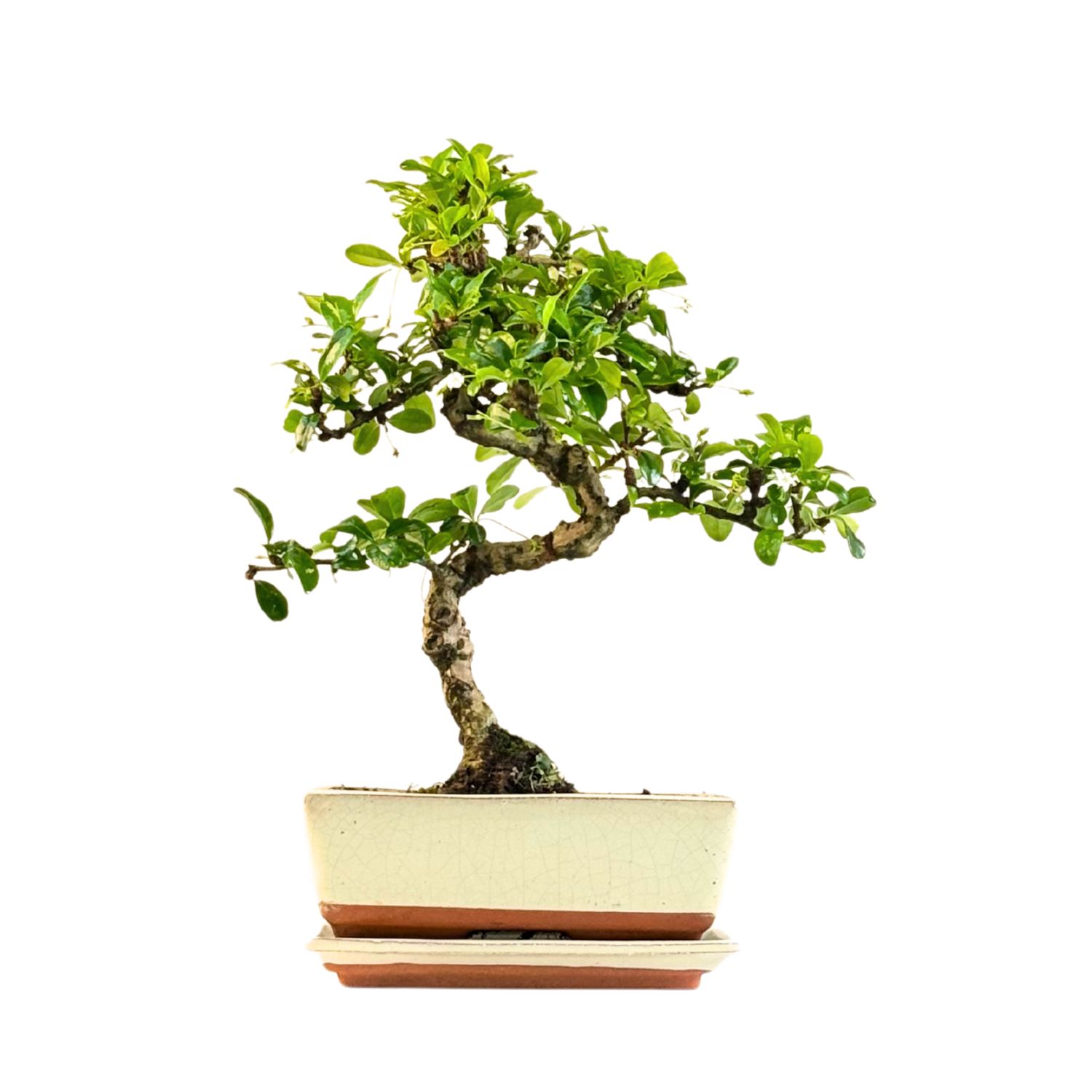 Carmona Bonsai Drzewo herbaciane w kształcie litery S P20