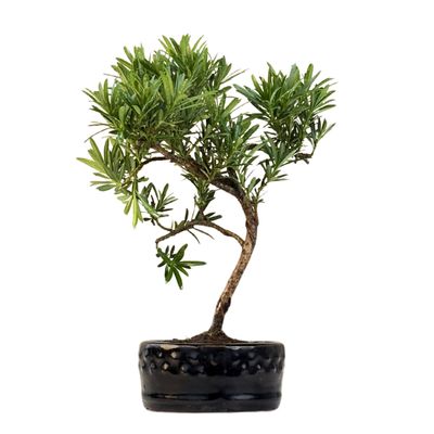 Podocarpus bonsai P12 S