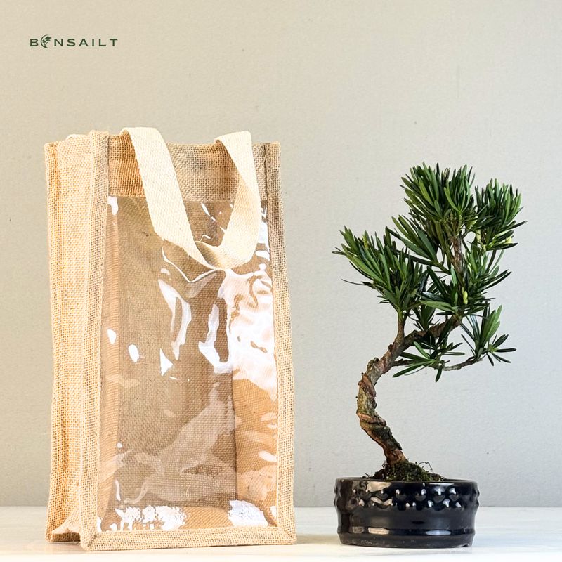 Podocarpus bonsai P12 S
