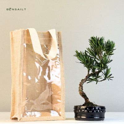 Podocarpus bonsai P12 S