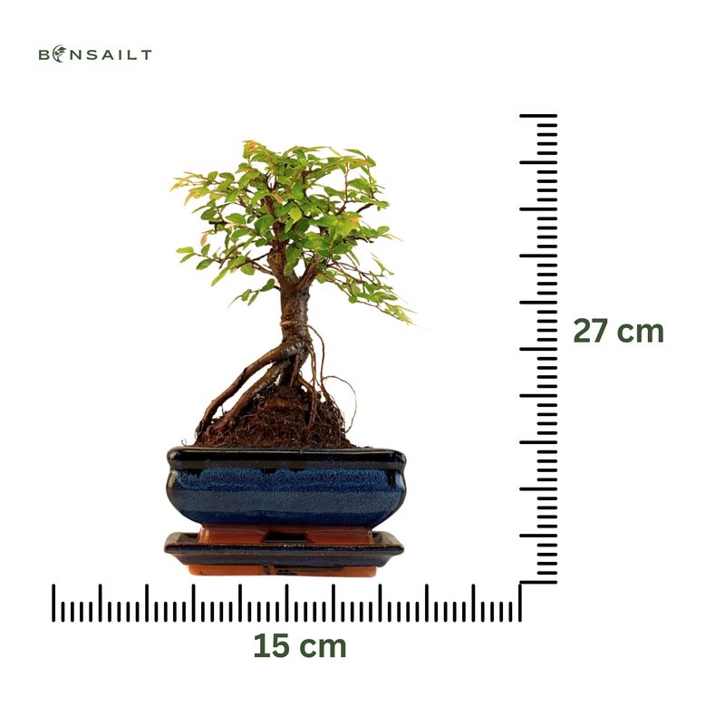 Ulmus Parvifolia bonsai (Chinese elm)  P15 ZL06