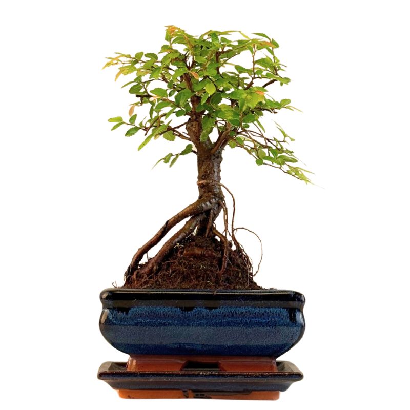 Ulmus Parvifolia bonsai (Chinese elm)  P15 ZL06