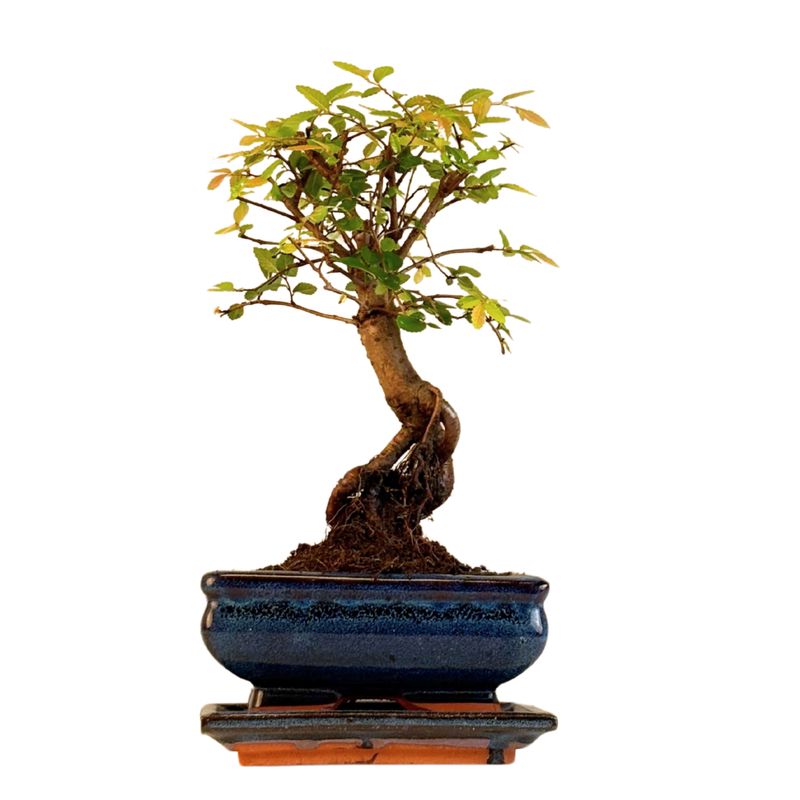 Ulmus Parvifolia bonsai (Chinese elm)  P15 ZL04
