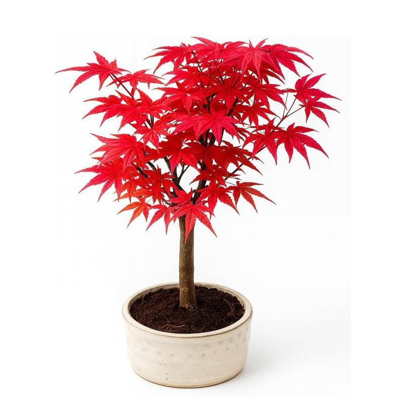 Klon Deshojo Bonsai- Acer Baum P12