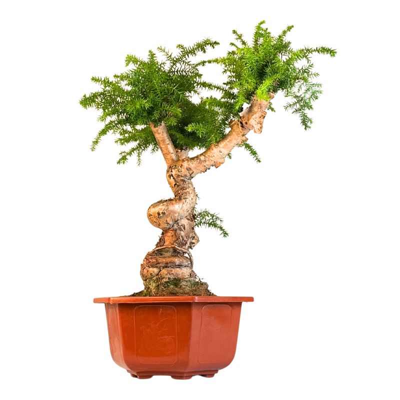 Araucaria Cunninghamii "Hexagon" P26 CJ02