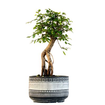 Ulmus Parvifolia bonsai (Chinese elm) P12