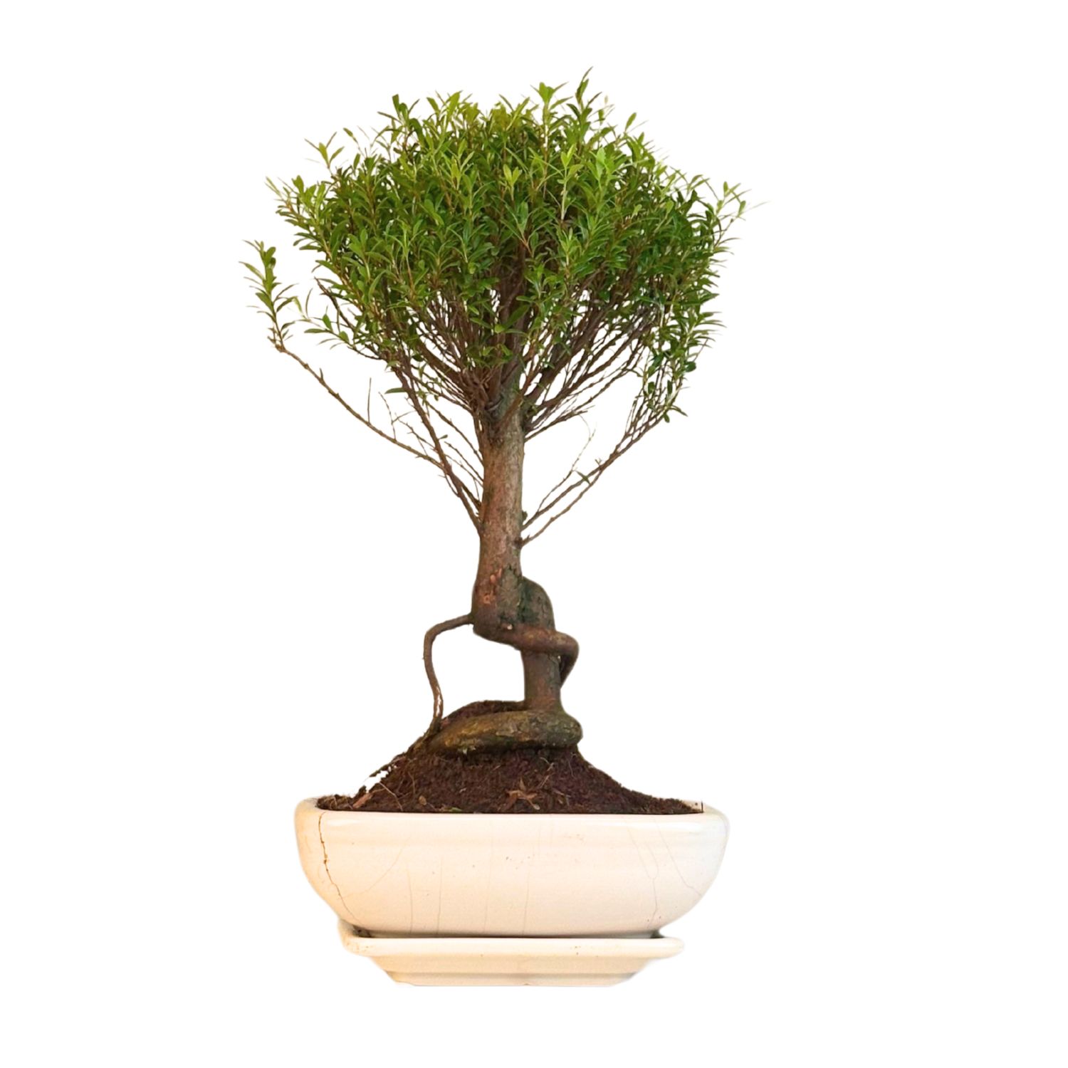Syzygium P20 bonsai SZ002