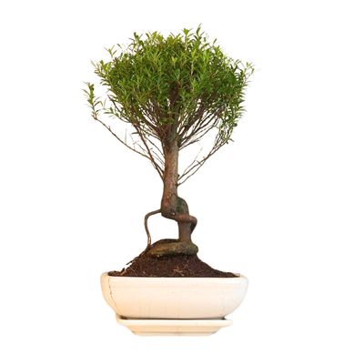 Syzygium P20 bonsai SZ002