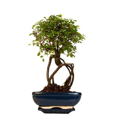 Ulmus Parvifolia bonsai (Chinese elm)  P20 K002