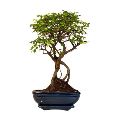 Ulmus Parvifolia bonsai (Chinese elm)  P20 K001