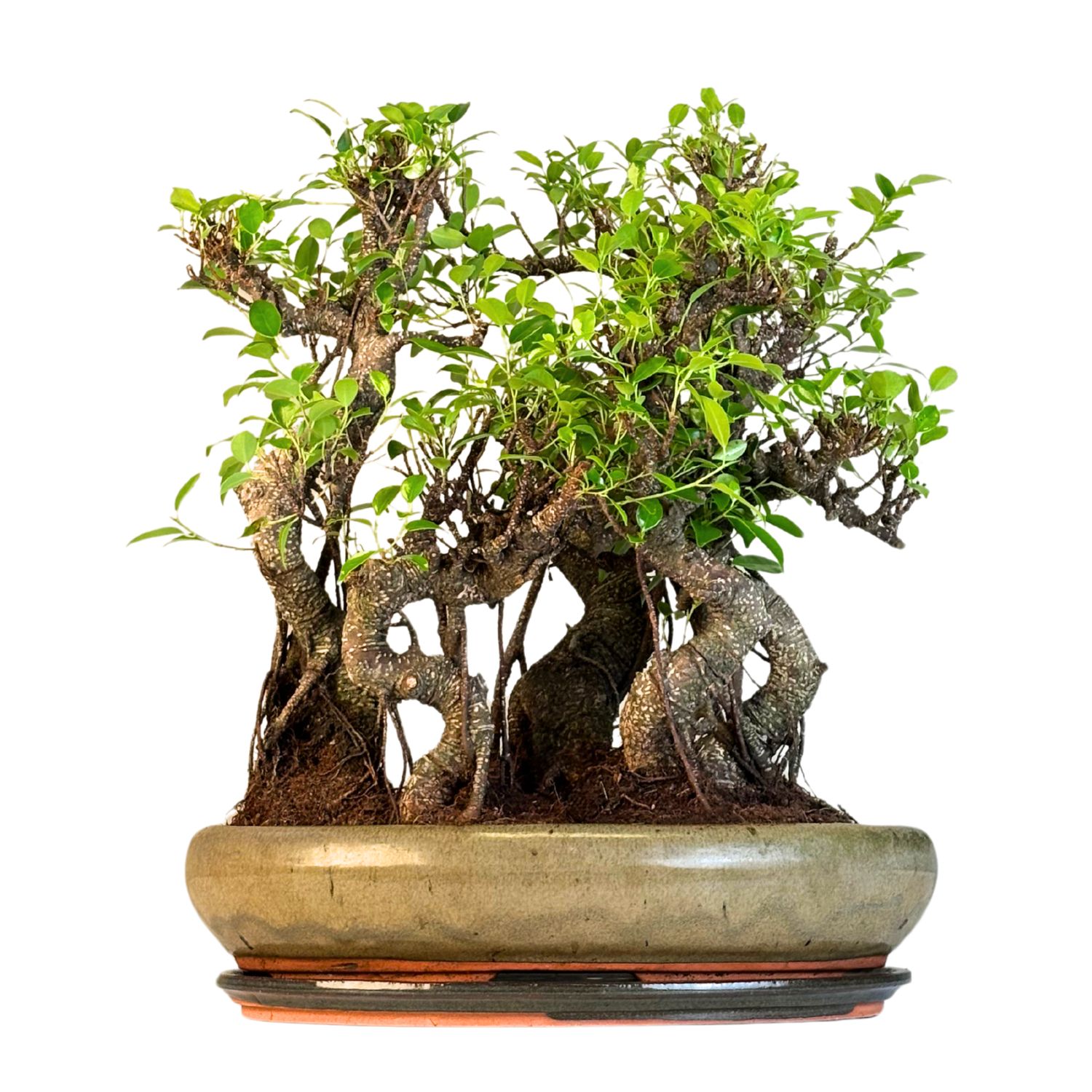 Ficus Bonsai P40 Las bonsai  x5