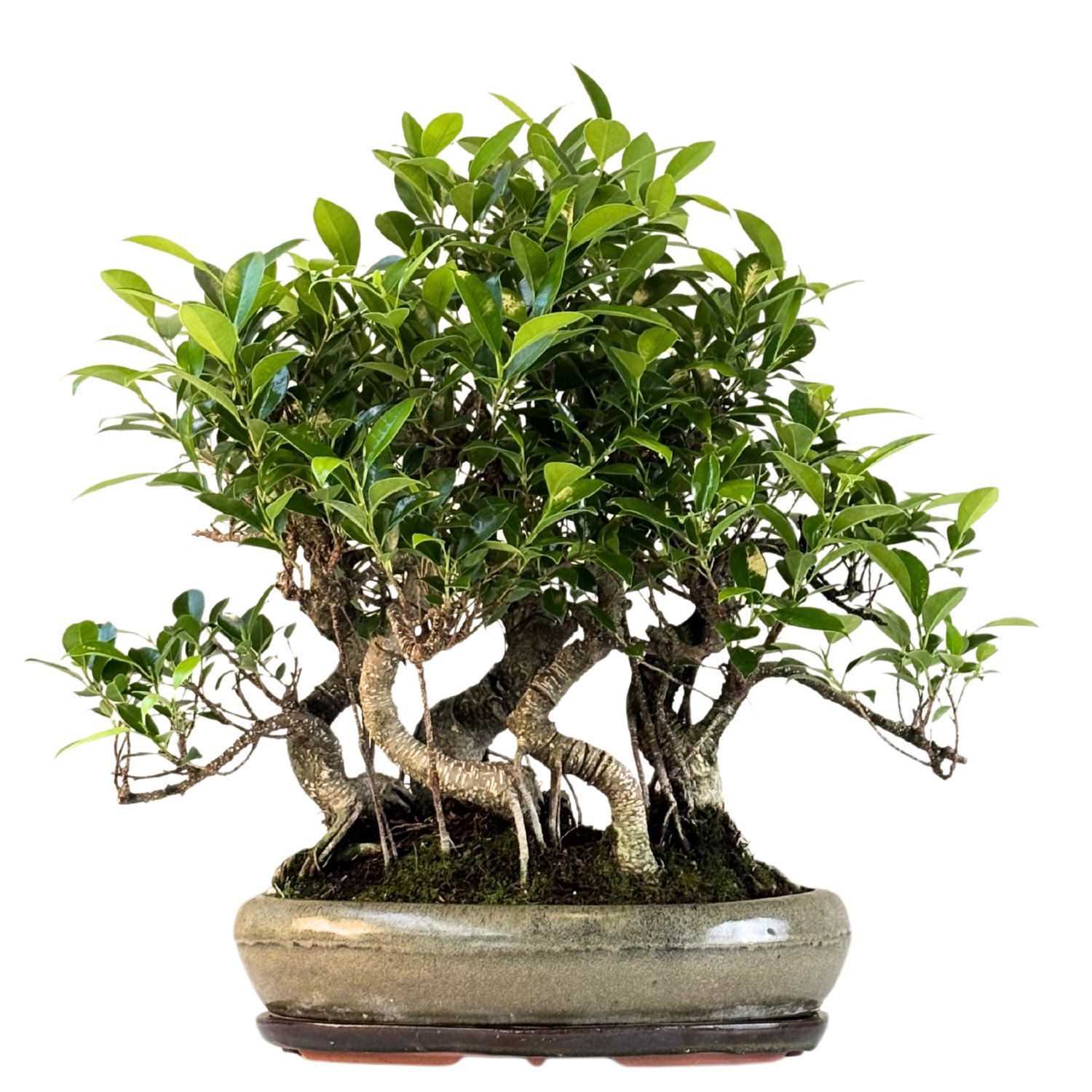 Ficus Bonsai P40 Las bonsai  x5