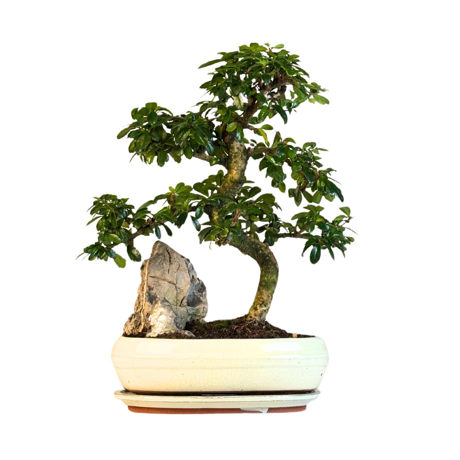 Carmona Bonsai Drzewo herbaciane w kształcie litery S P25 z kamieniem