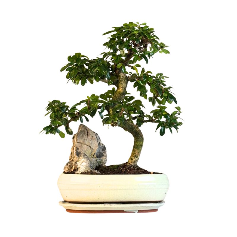 Carmona Bonsai Drzewo herbaciane w kształcie litery S P25 z kamieniem