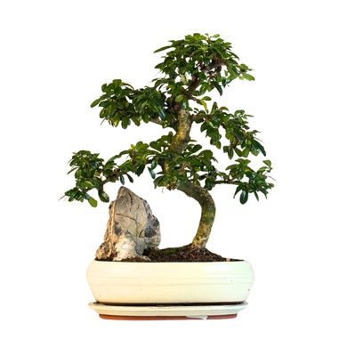 Carmona Bonsai Drzewo herbaciane w kształcie litery S P25 z kamieniem