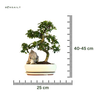 Carmona Bonsai Drzewo herbaciane w kształcie litery S P25 z kamieniem