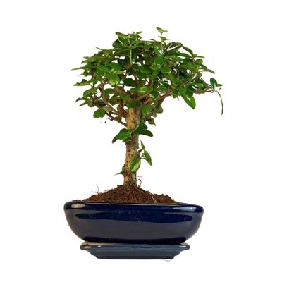 Carmona Bonsai Drzewo herbaciane w kształcie litery P20