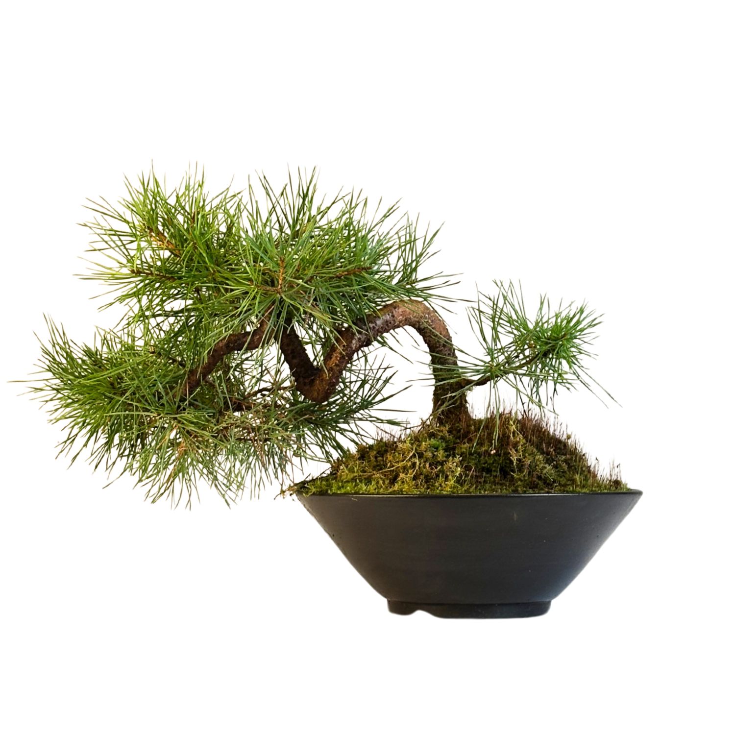 Sosna zwyczajna Pinus Sylvestris P20