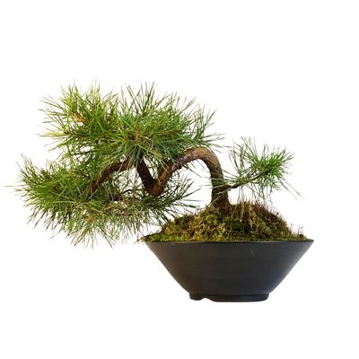 Sosna zwyczajna Pinus Sylvestris P20