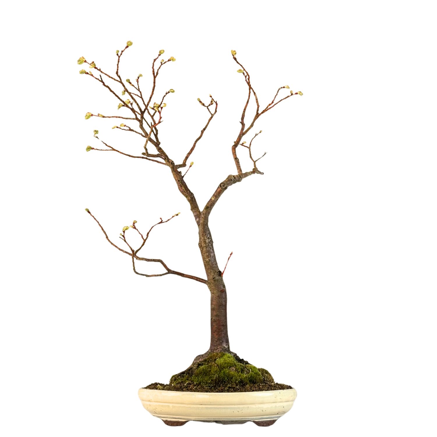 Bonsai lipa (Tilia) P30