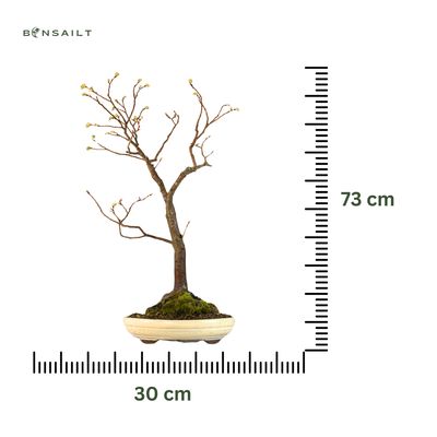 Bonsai lipa (Tilia) P30