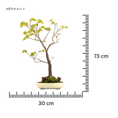 Bonsai lipa (Tilia) P30
