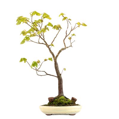 Bonsai lipa (Tilia) P30