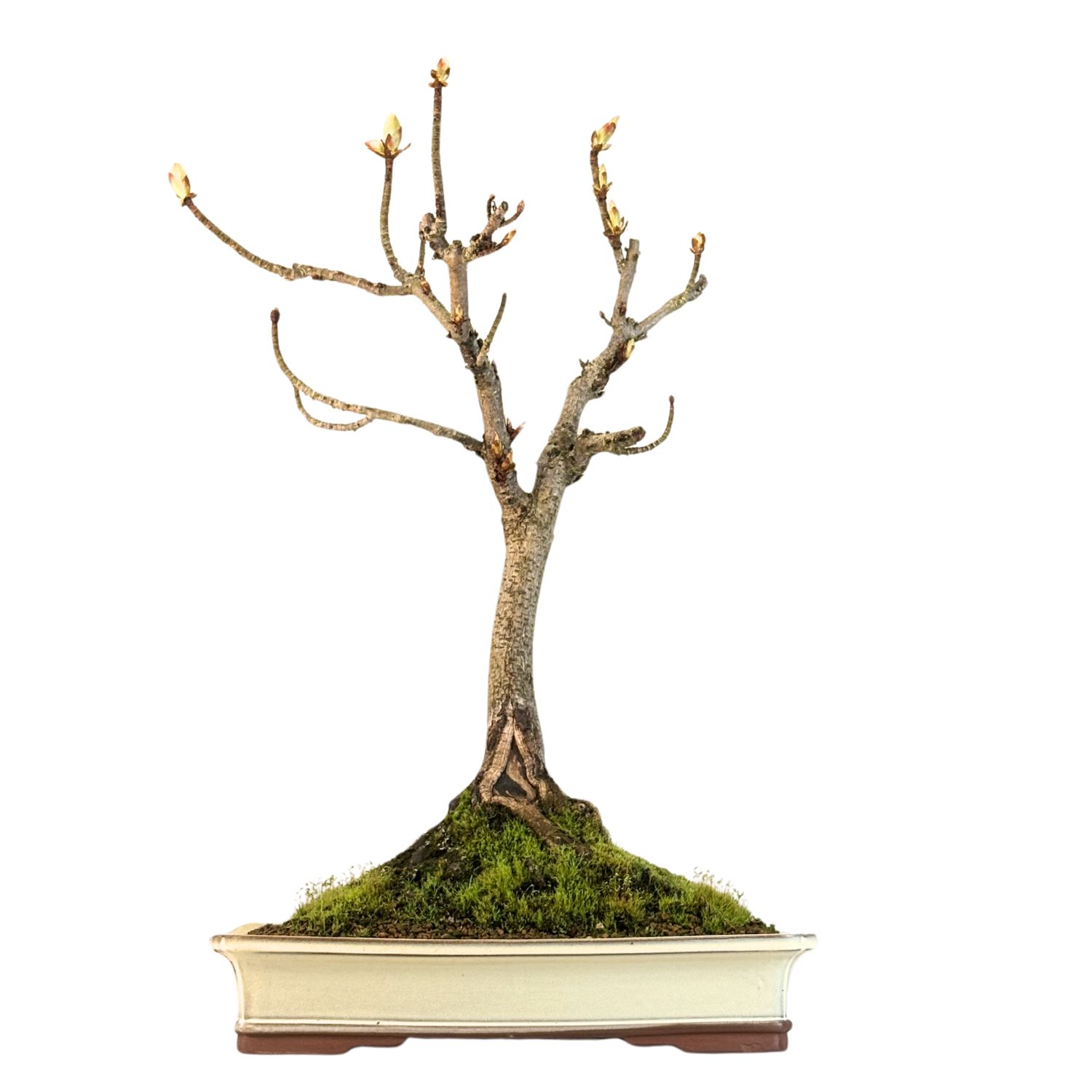 Bonsai Kasztan (Aesculus)