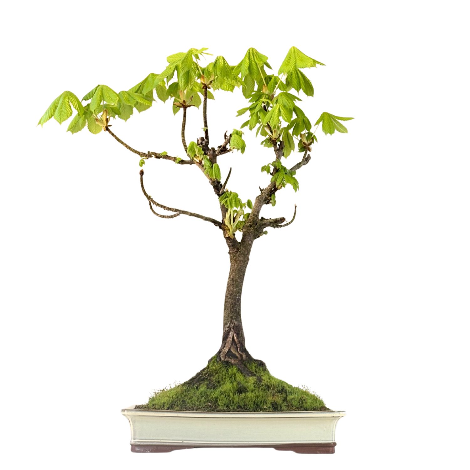 Bonsai Kasztan (Aesculus)