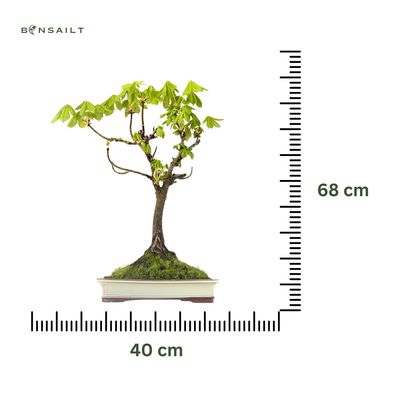 Bonsai Kasztan (Aesculus)