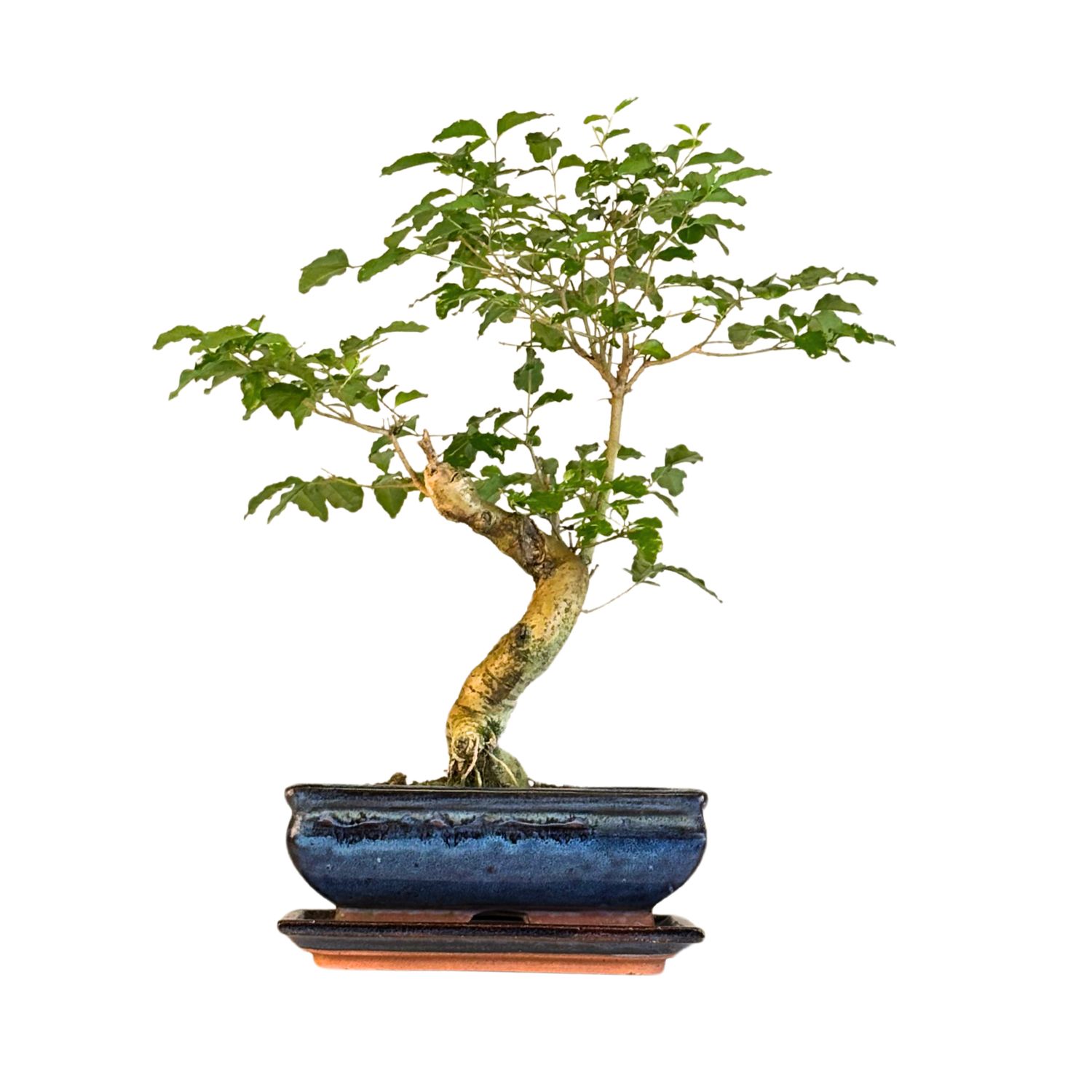 Privet Bonsai P20 S (Ligustrum) LIG5